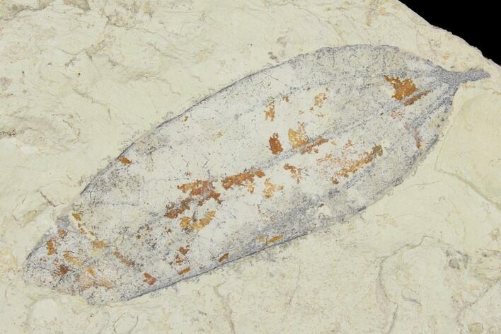 Miocene Fossil Leaf (Cinnamomum) - Augsburg, Germany #139159